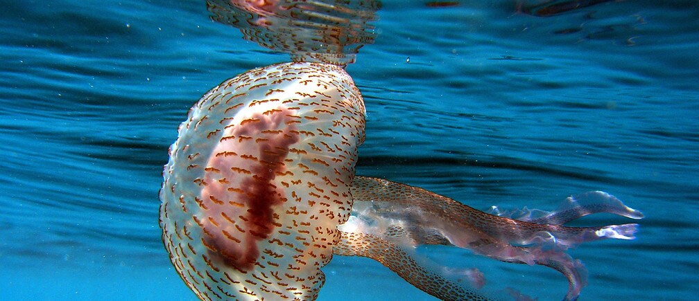 Jellyfish resist ocean acidification more than others.