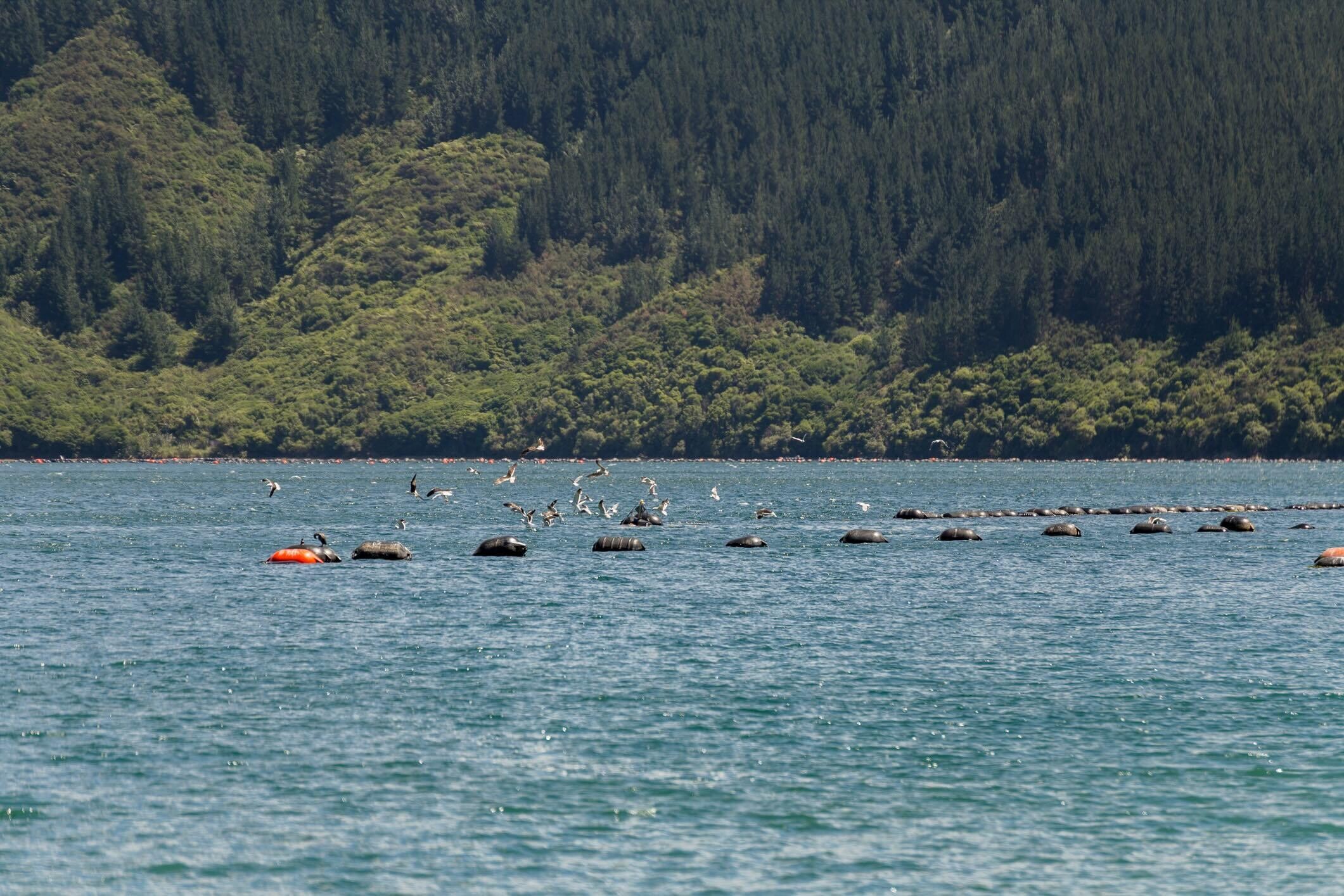 Mussel farm in Port Underwood, New Zealand, the blue economy