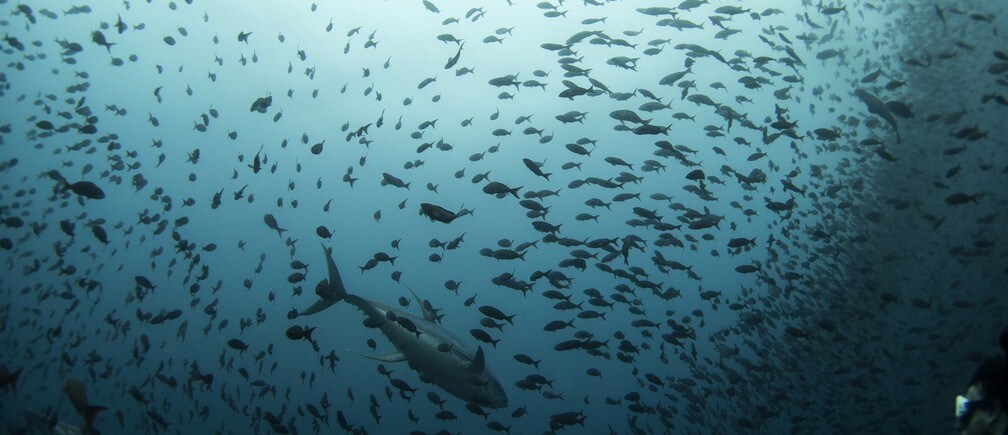 How can we protect our oceans while meeting demand for fish?