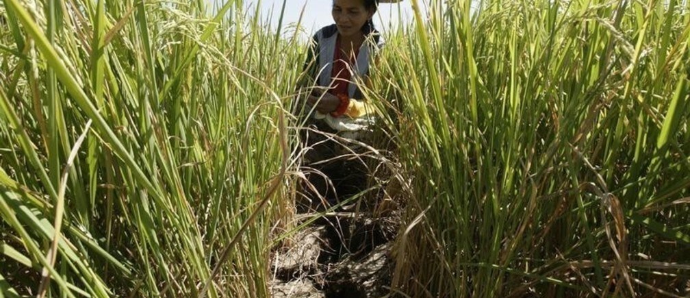Why East Asia needs to protect its farmers