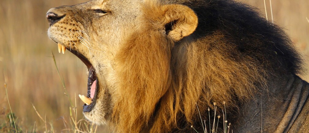 Could lions become extinct in our lifetime?