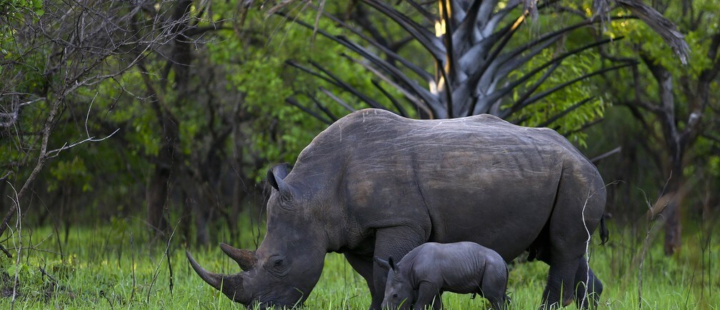 Cómo la curiosidad puede salvar a las especies de la extinción