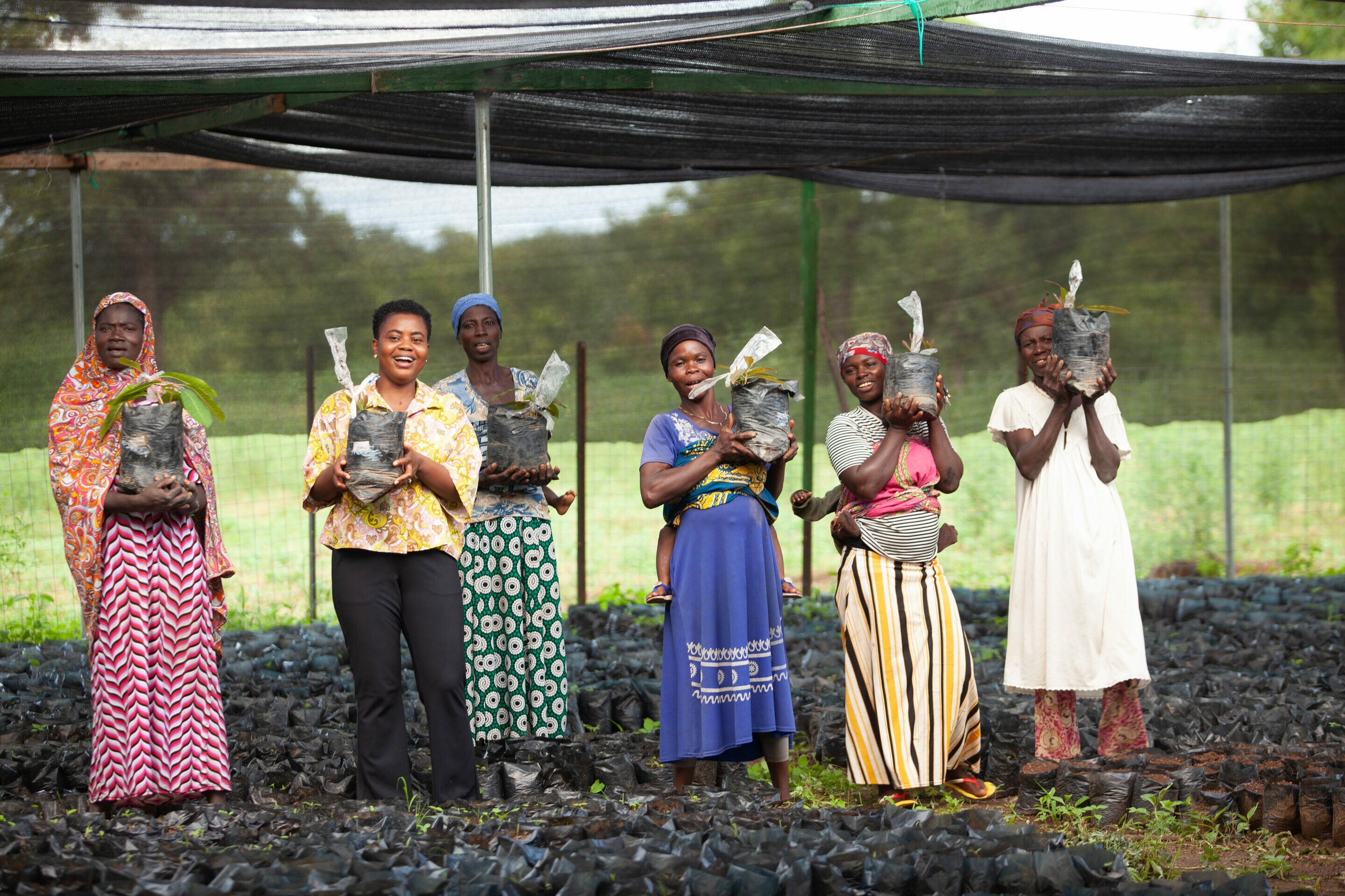 Local farmers get ready to plant shea tree seedlings in Ghana.