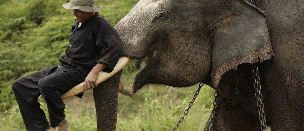 人と野生動物は、いつか調和して共存できるのか?