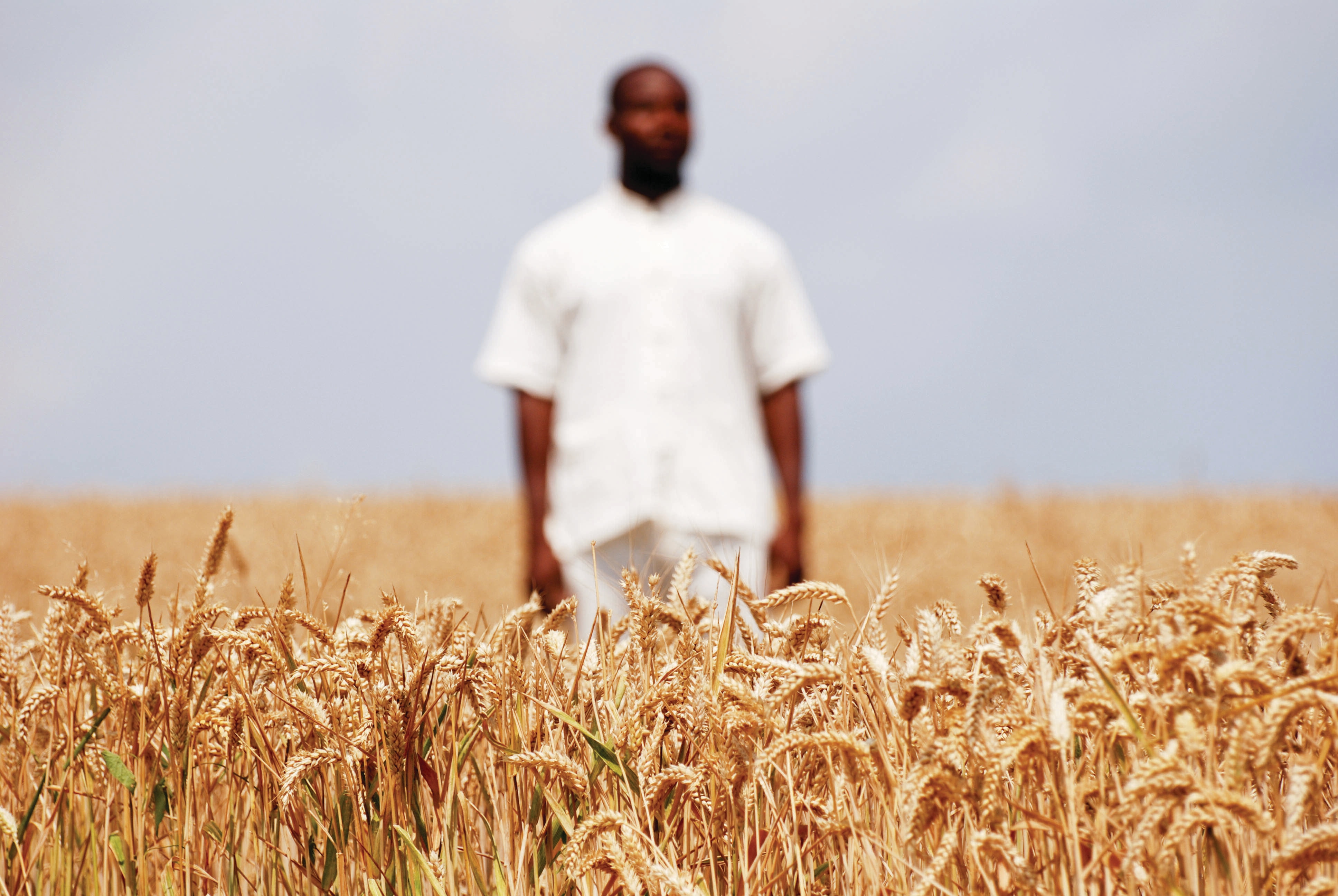 A man stands in a wheat field. Carbon accounting and land use