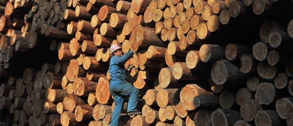¿Cómo puede China ayudar a combatir la tala ilegal?