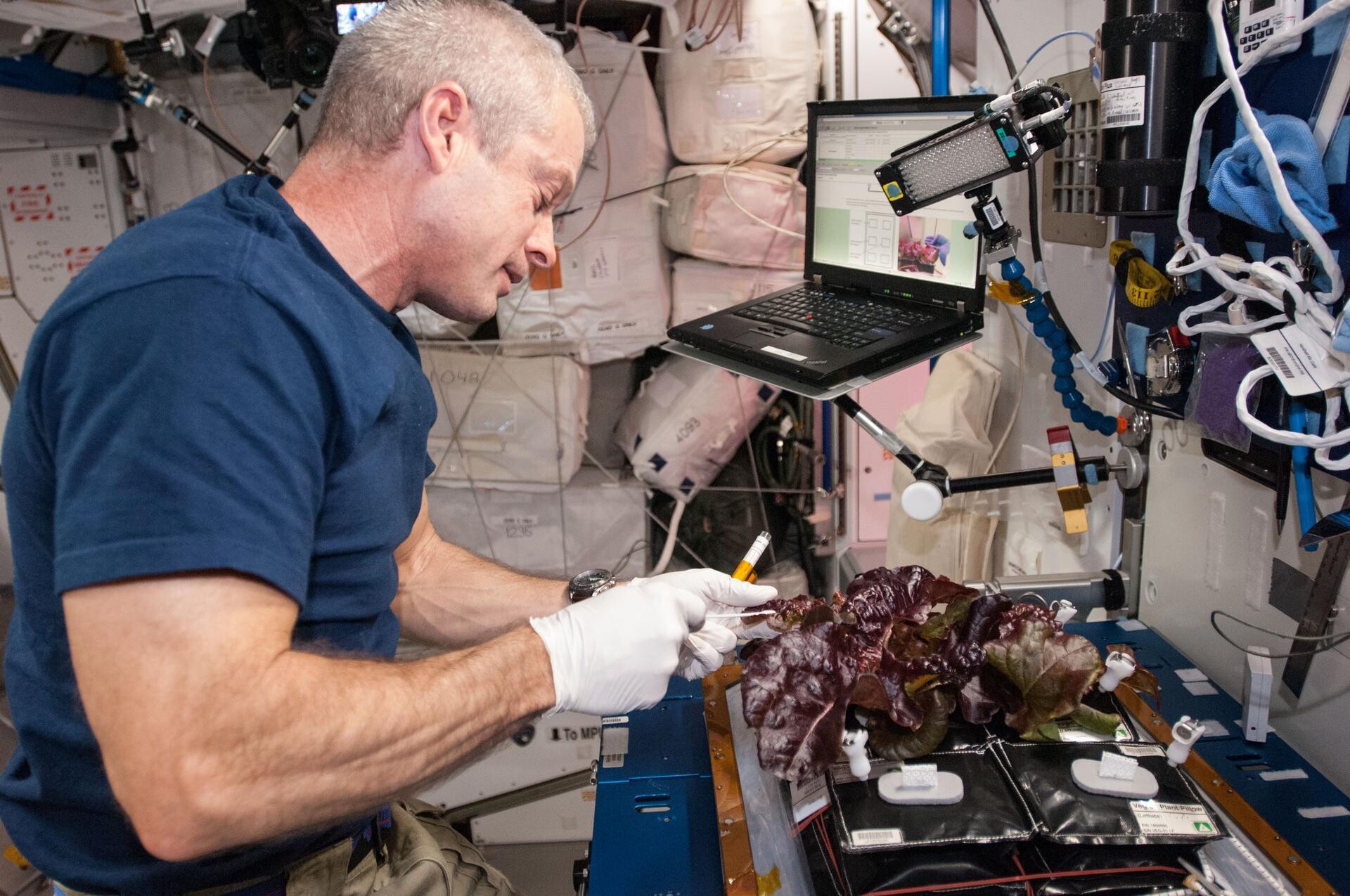 In the International Space Station's Harmony node, NASA astronaut Steve Swanson, Expedition 40 commander, harvests a crop of red romaine lettuce plants that were grown from seed inside the station's Veggie facility, a low-cost plant growth chamber that uses a flat-panel light bank for plant growth and crew observation. Space and biotechnology.