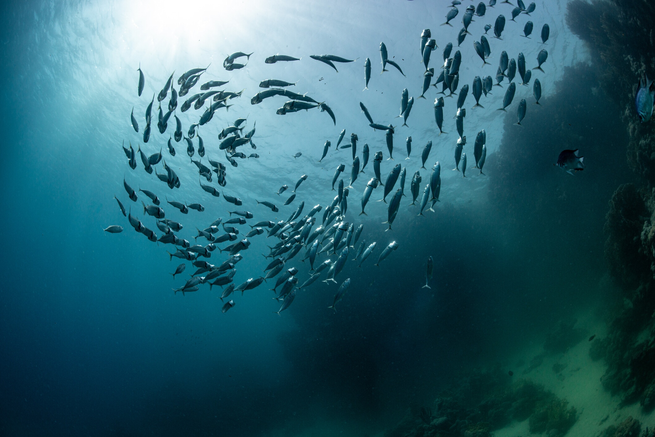 School of fish in the ocean. We interfere with the great hydrological cycle at our peril.