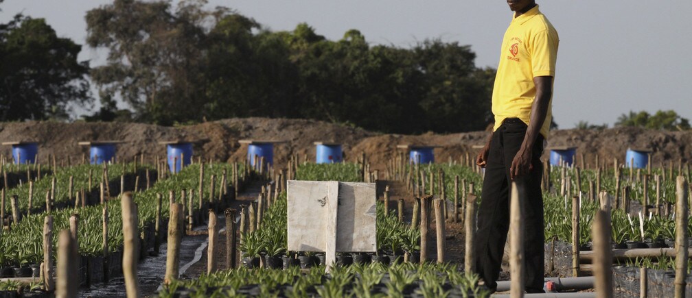 How to help farmers prevent hunger in Ebola-hit countries