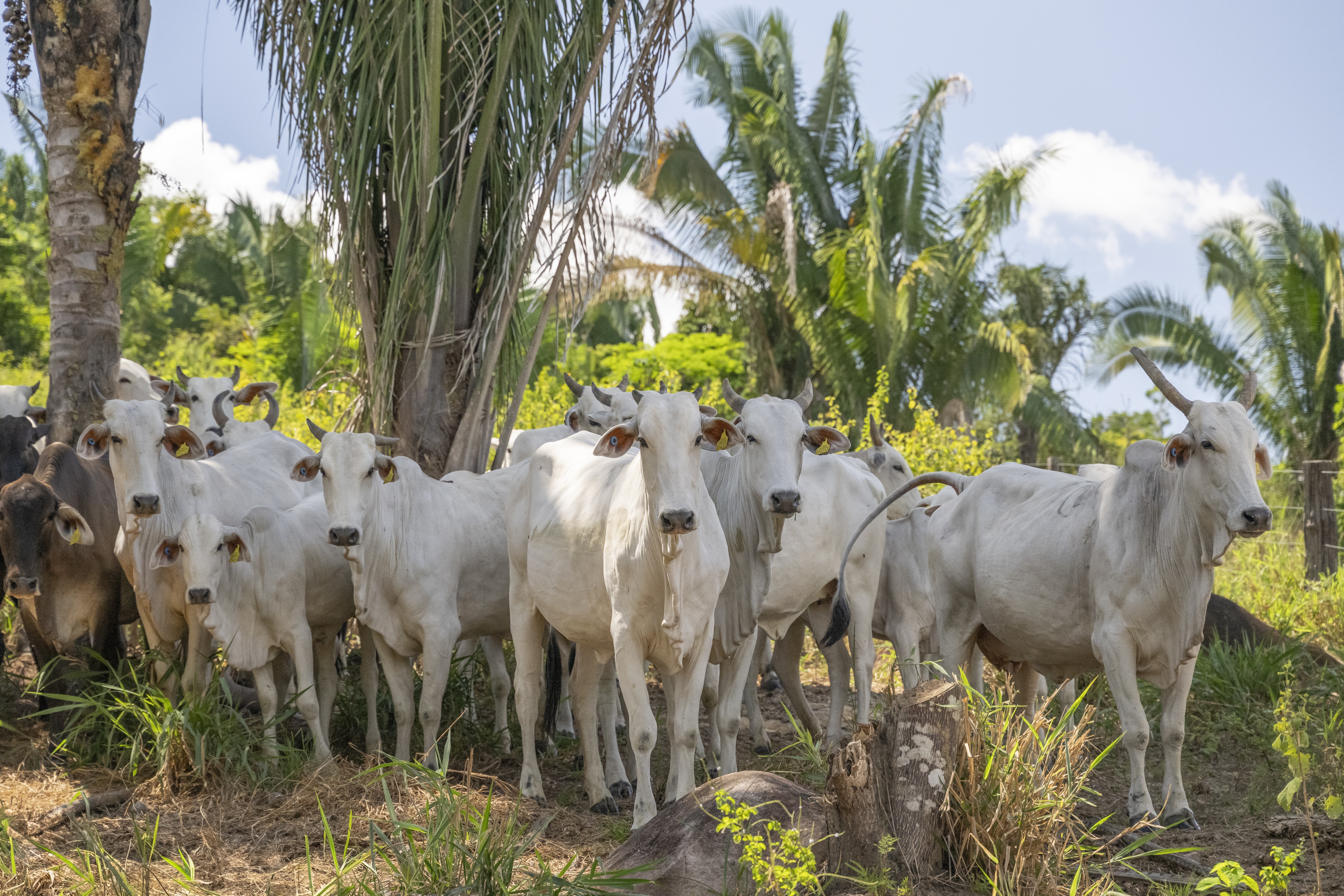 Finance has a critical role to play in helping bridge the nature finance gap.