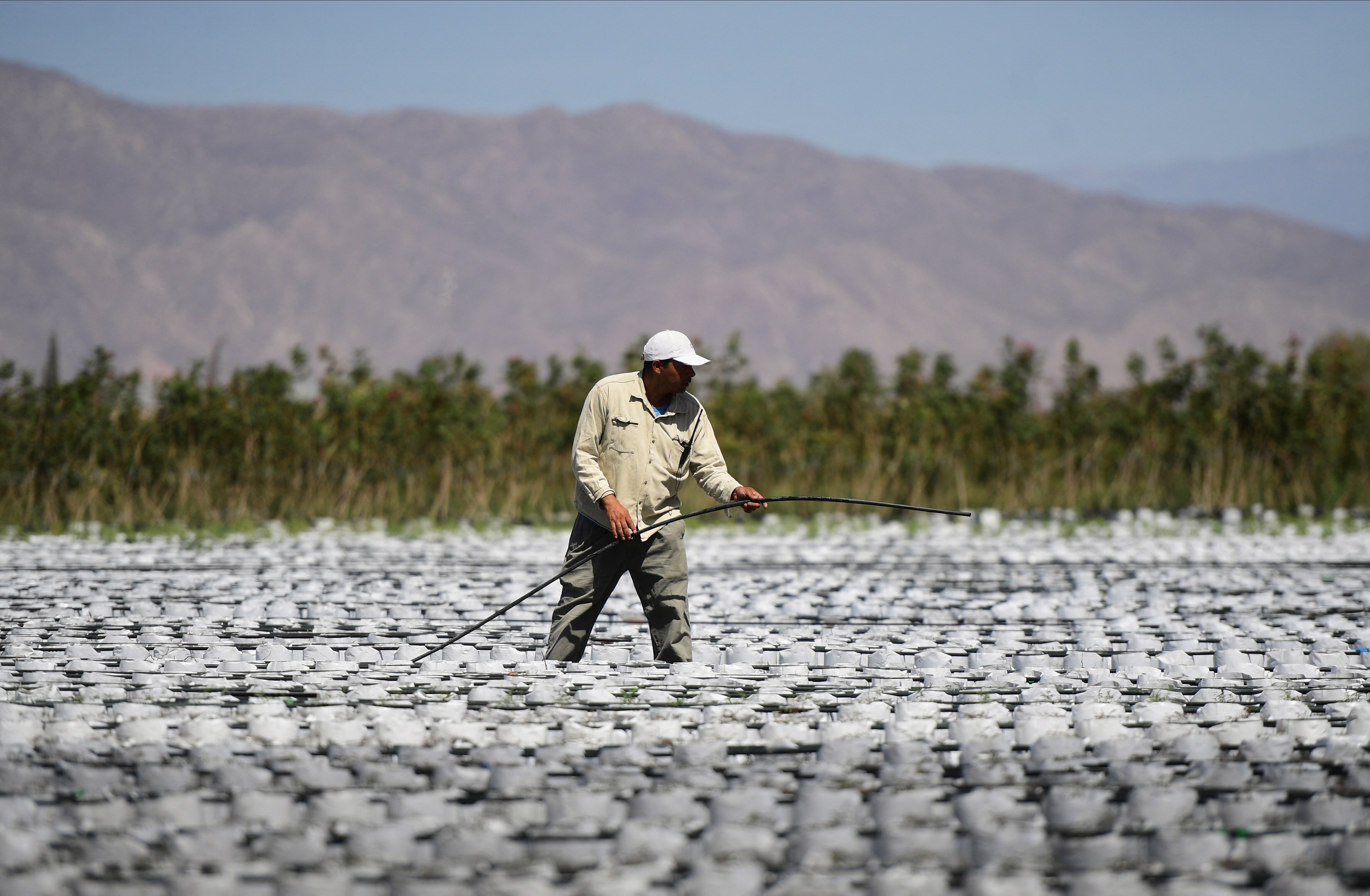 A worker at Piste, a family-run company that pioneered pistachio farming in Argentina, irrigates pistachio rootstocks, in San Juan, Argentina, November 17, 2025. REUTERS/Ramiro Gomez