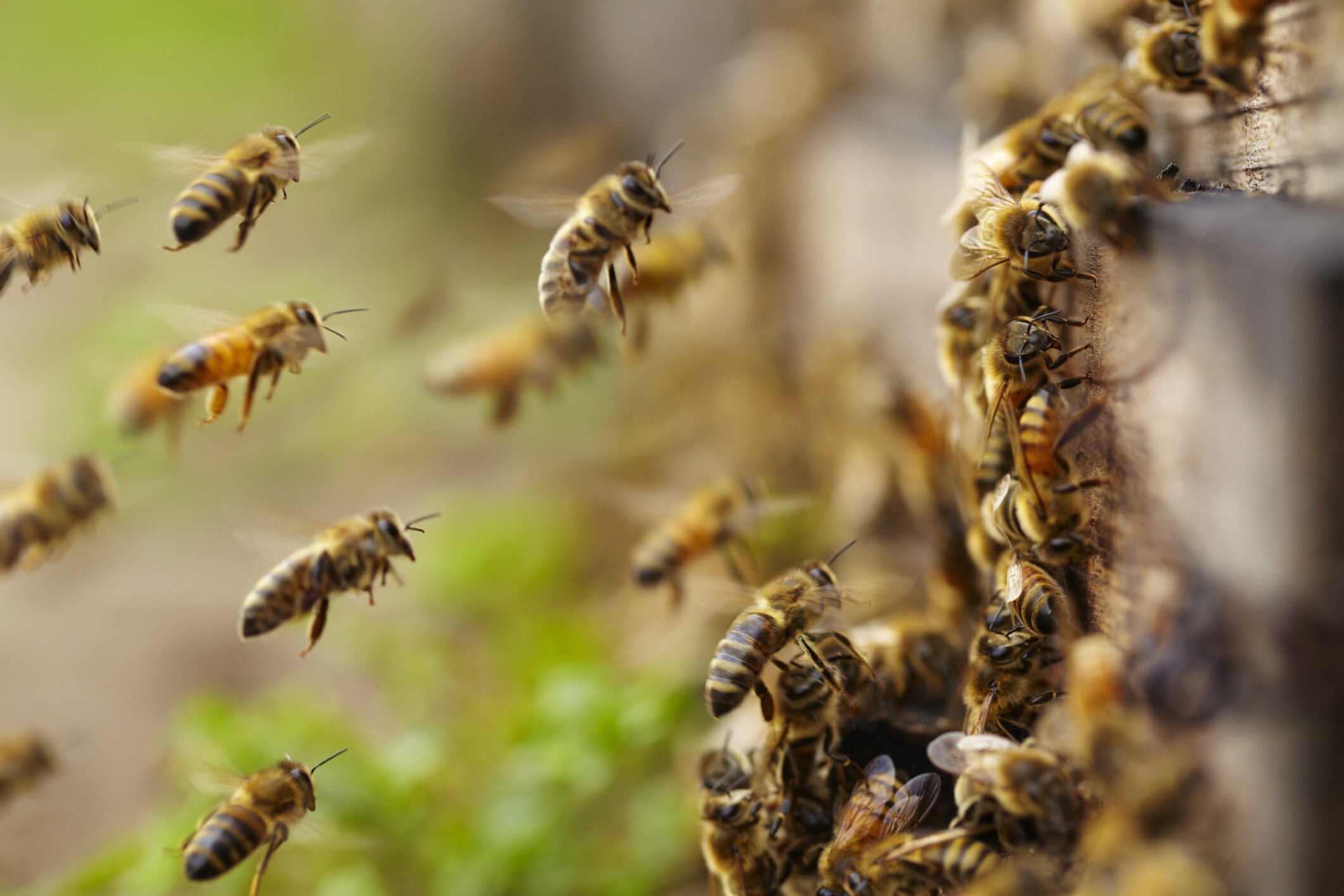 A close up of honey bees flying: Is investing in natural capital as important as physical infrastructure?
