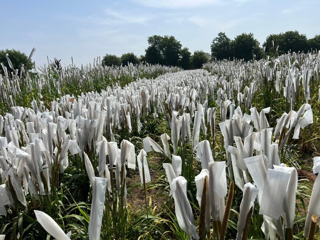 A field of sorghum