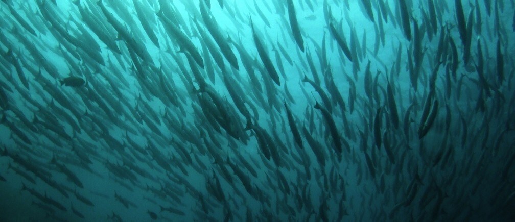 污染对海洋生物有何影响？