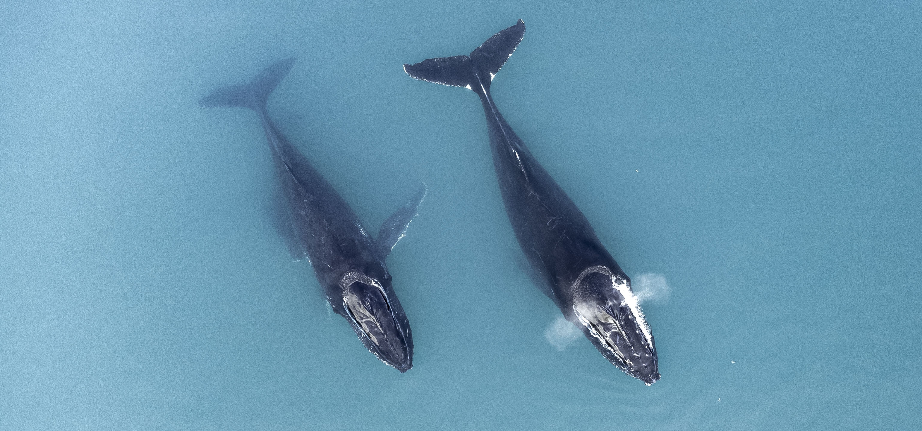 The high seas are vital for climate regulation, biodiversity, food security and the global economy. 