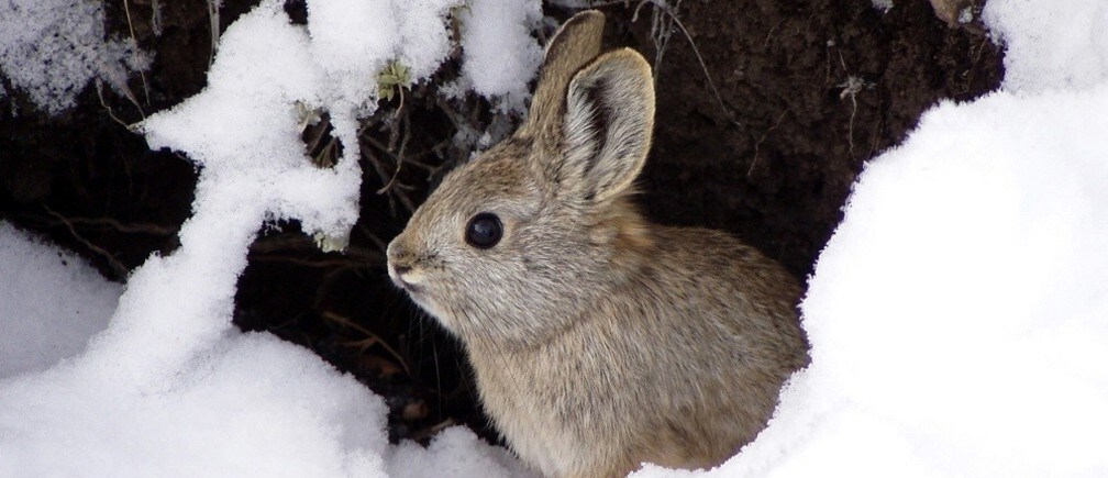 What are the consequences of habitat loss?