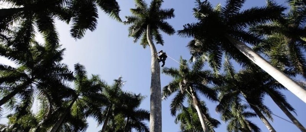 How do we collaborate to curb deforestation?