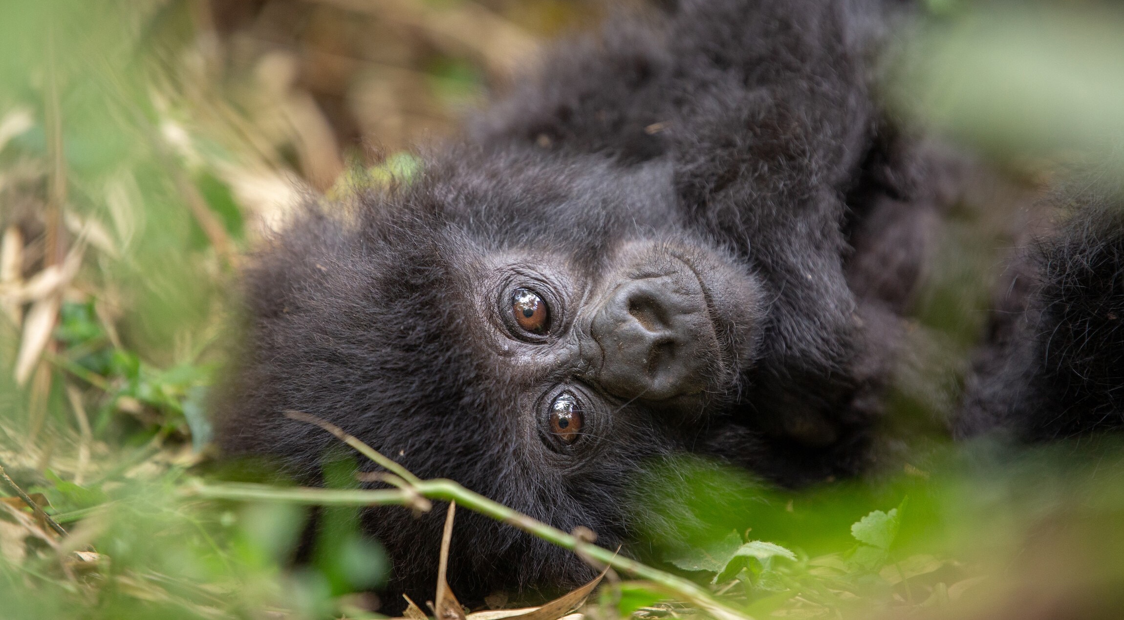 Nature conservation faces global biodiversity finance gap of up to $700 billion annually.