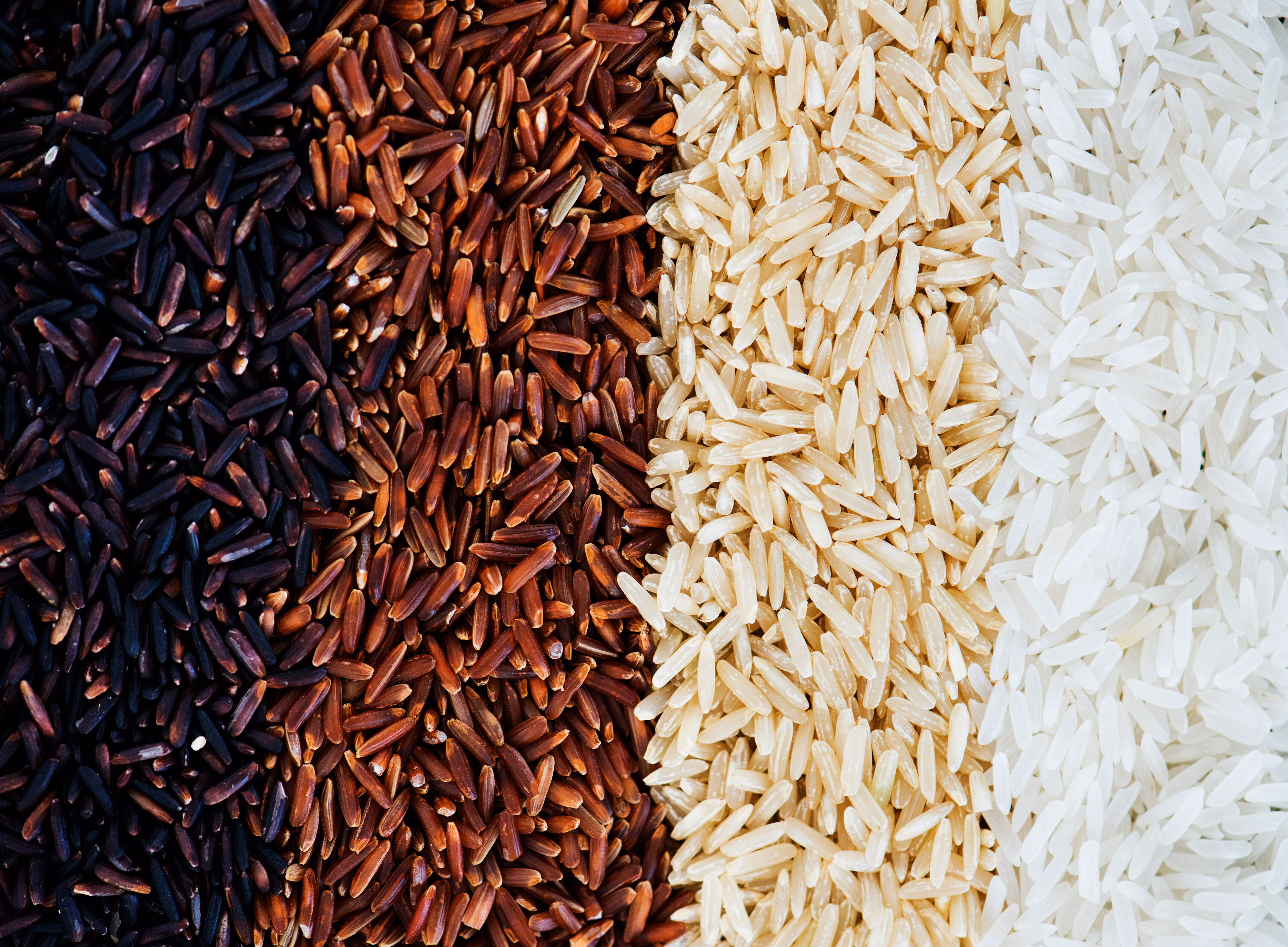 Cuatro tipos diferentes de granos de arroz negro, integral y blanco. El arroz es el alimento básico más importante del mundo y su demanda está aumentando.
