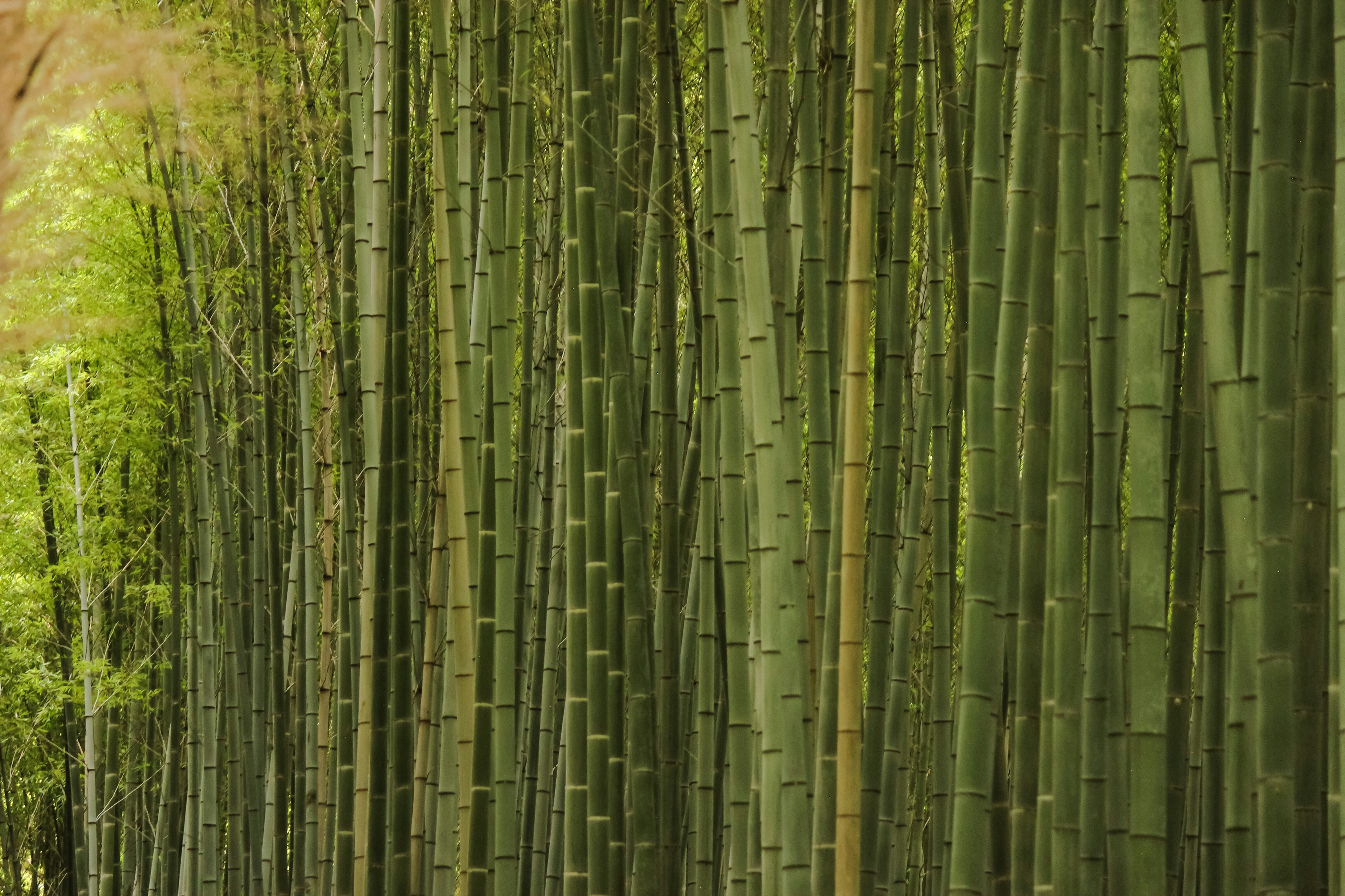 Bamboo, Japan, natural resources