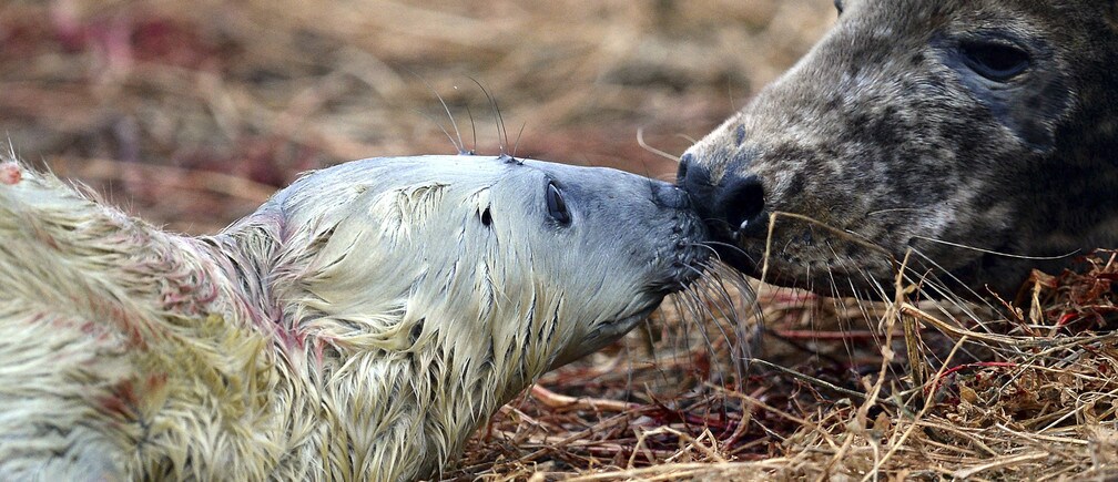 4 pasos para salvar la fauna silvestre del mundo