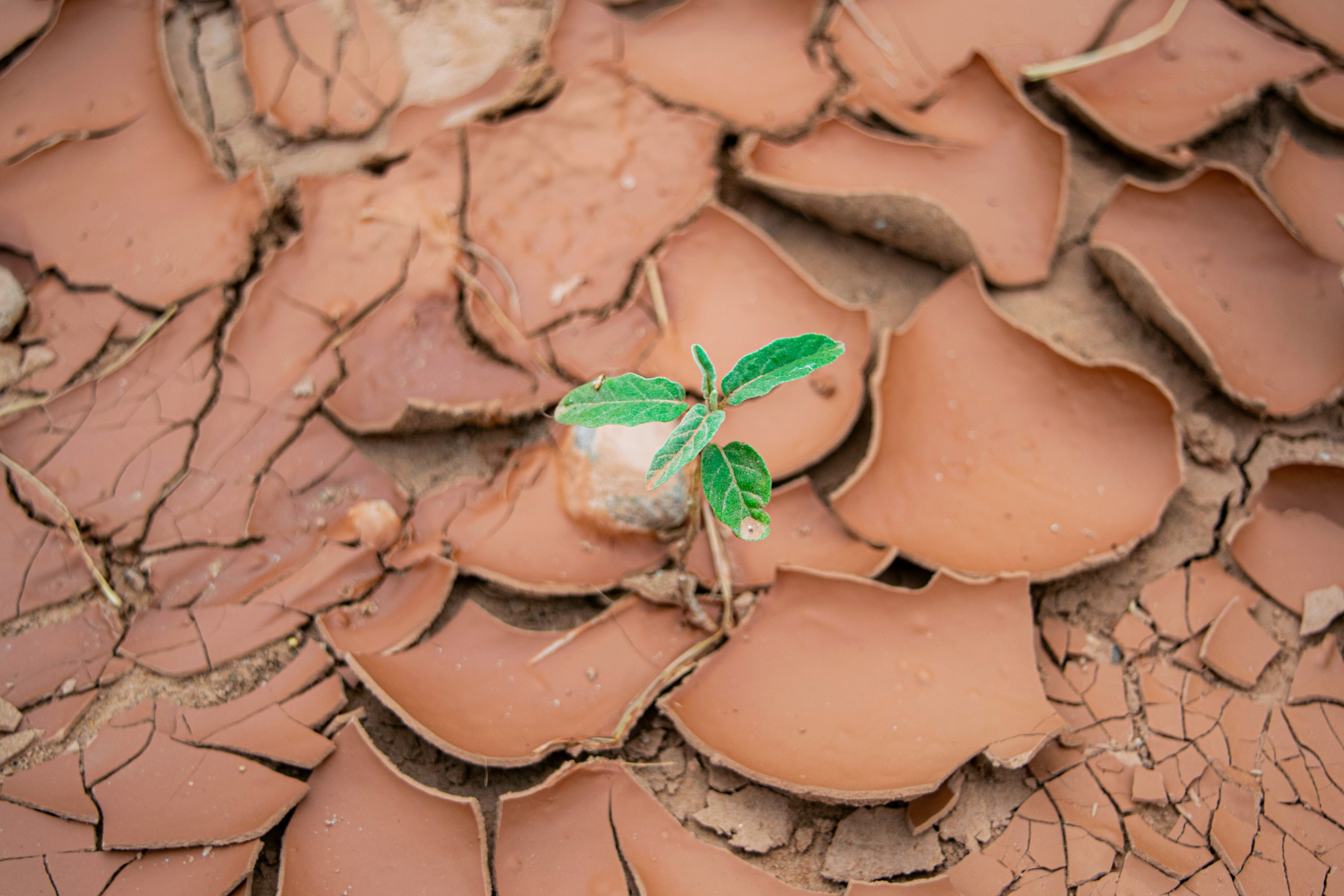 A leaf growing out of arid ground: Can circular farming work in the desert?