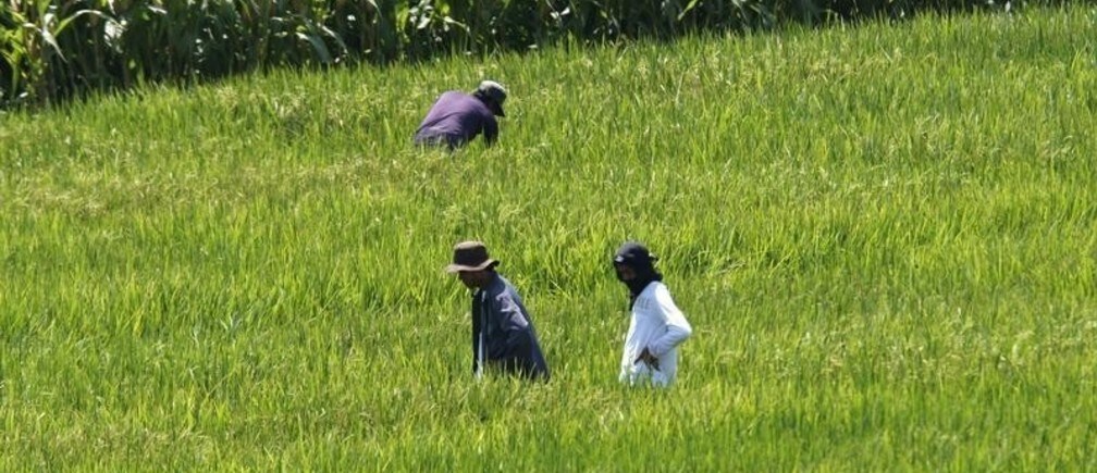 GM crops: Facts and myths