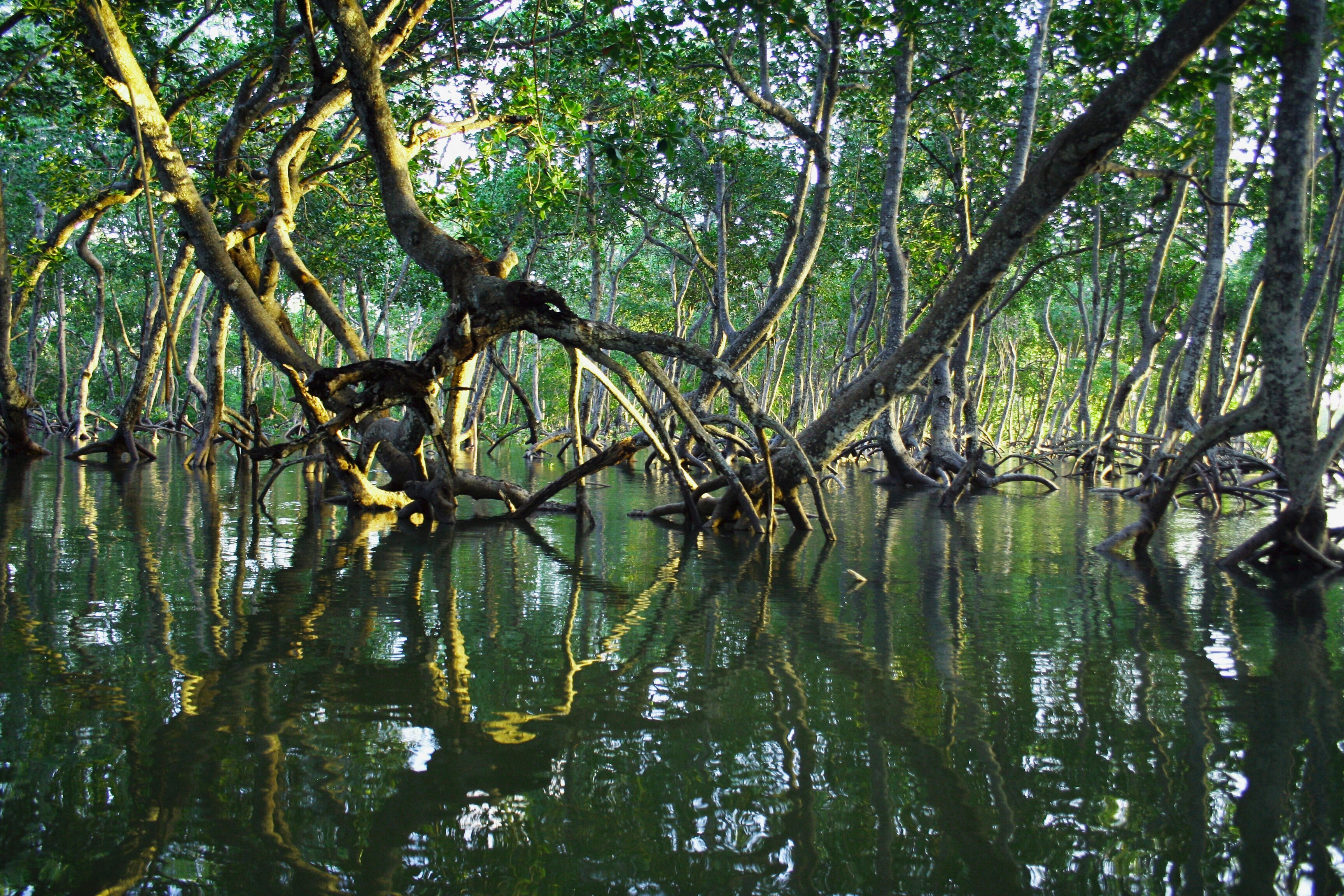 Preserving nature can provide a powerful economic mechanism for reducing emissions.