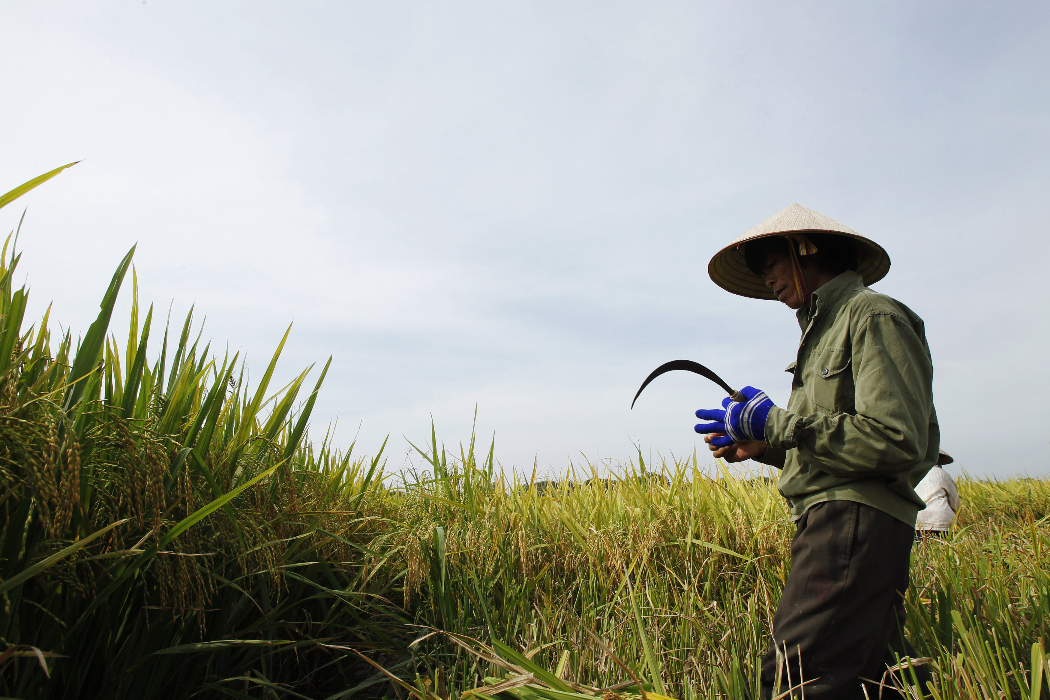 Farmers harvest rice on a paddy field in Ngoc Nu village, outside Hanoi June 10, 2011: Many solutions may not live up to their promises, especially in sustainability