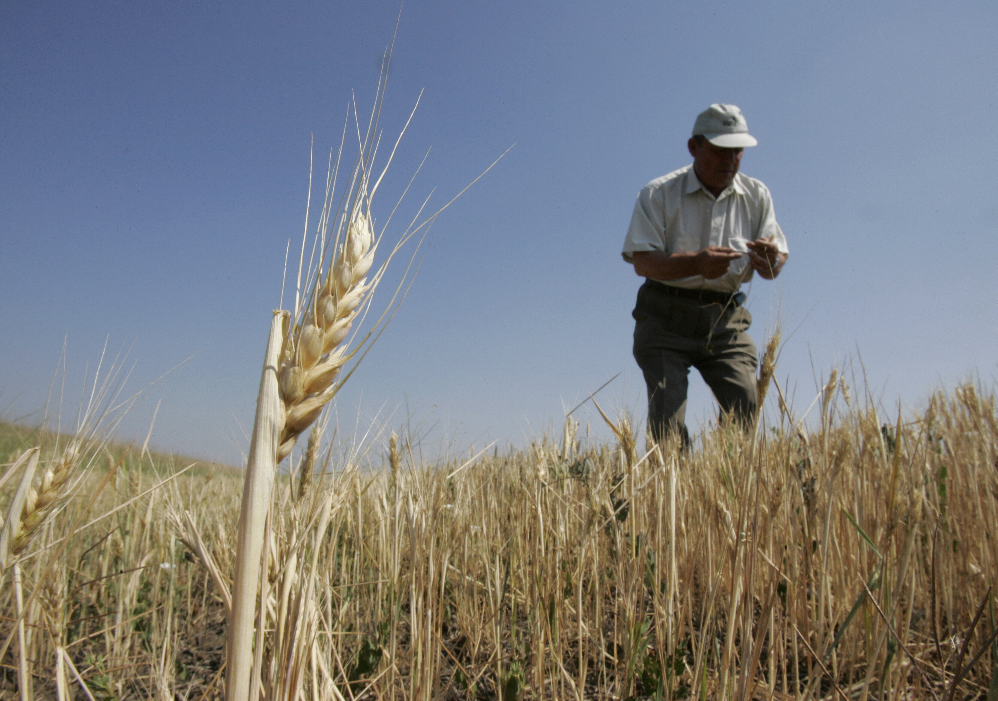 Weather forecaster Stepan Melnychuk examines a field of parched wheat in the drought-hit Kherson region in southern Ukraine.