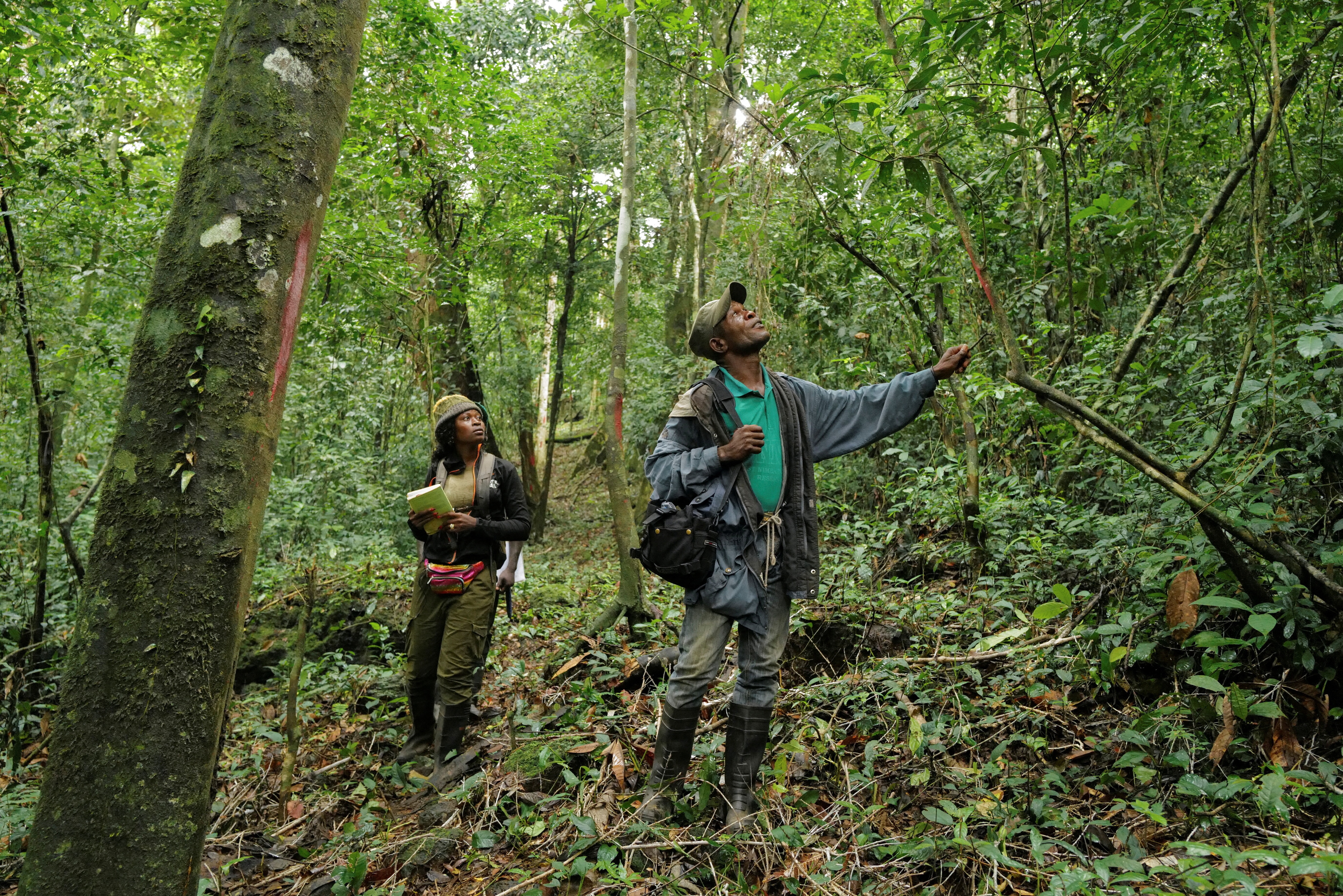Natural park officials survey the forest in Mount Nimba, Liberia.