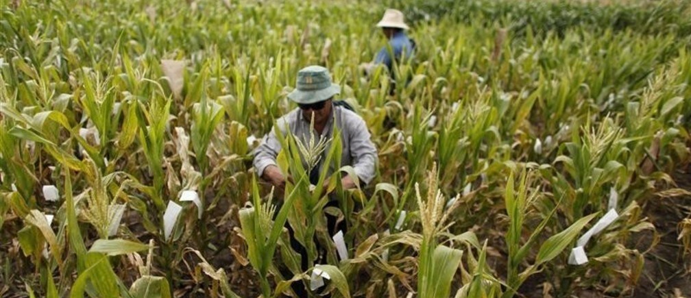 Can Latin America feed the world?