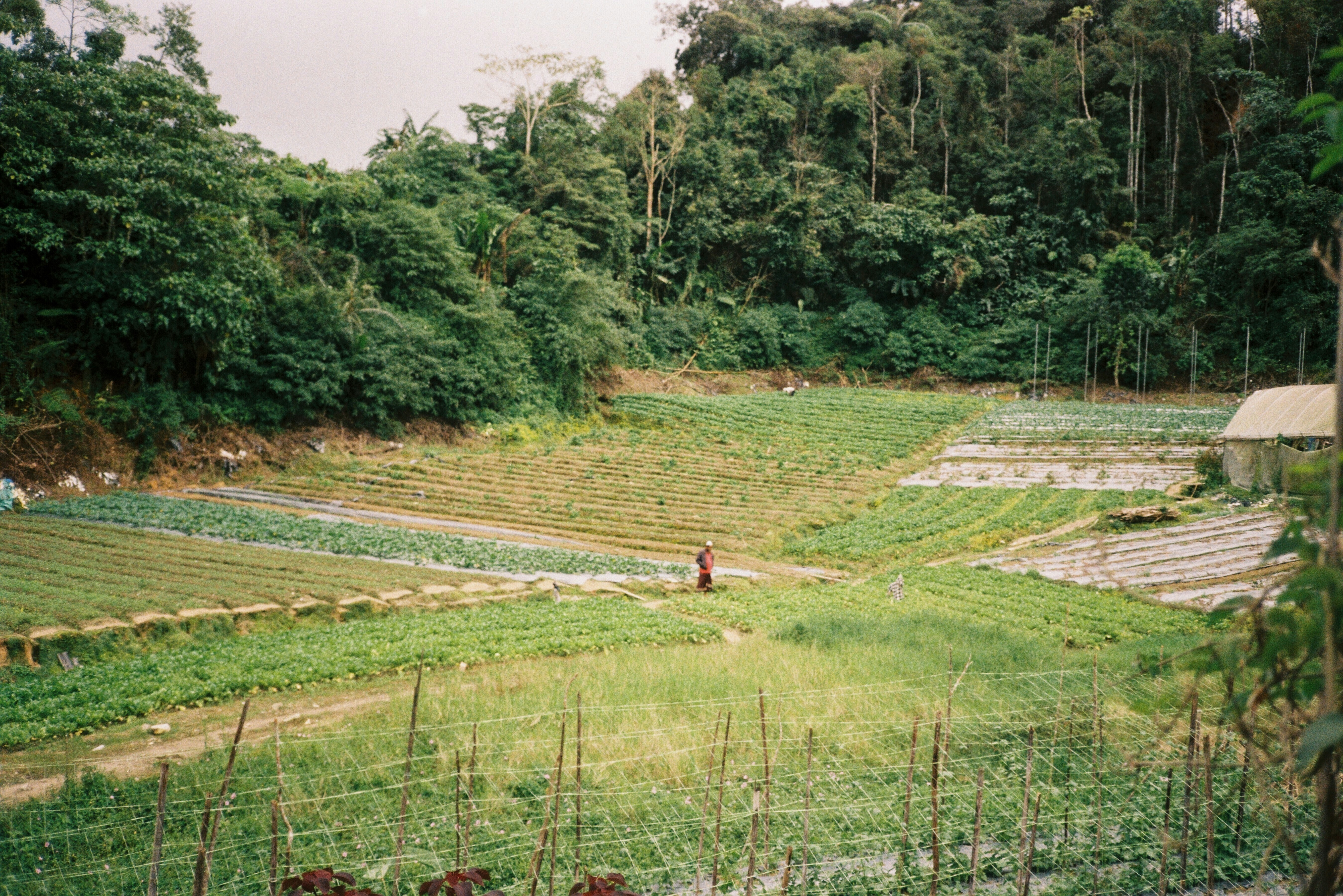 Cameron Highlands, Pahang, Malasia; COP30, la bioeconomía