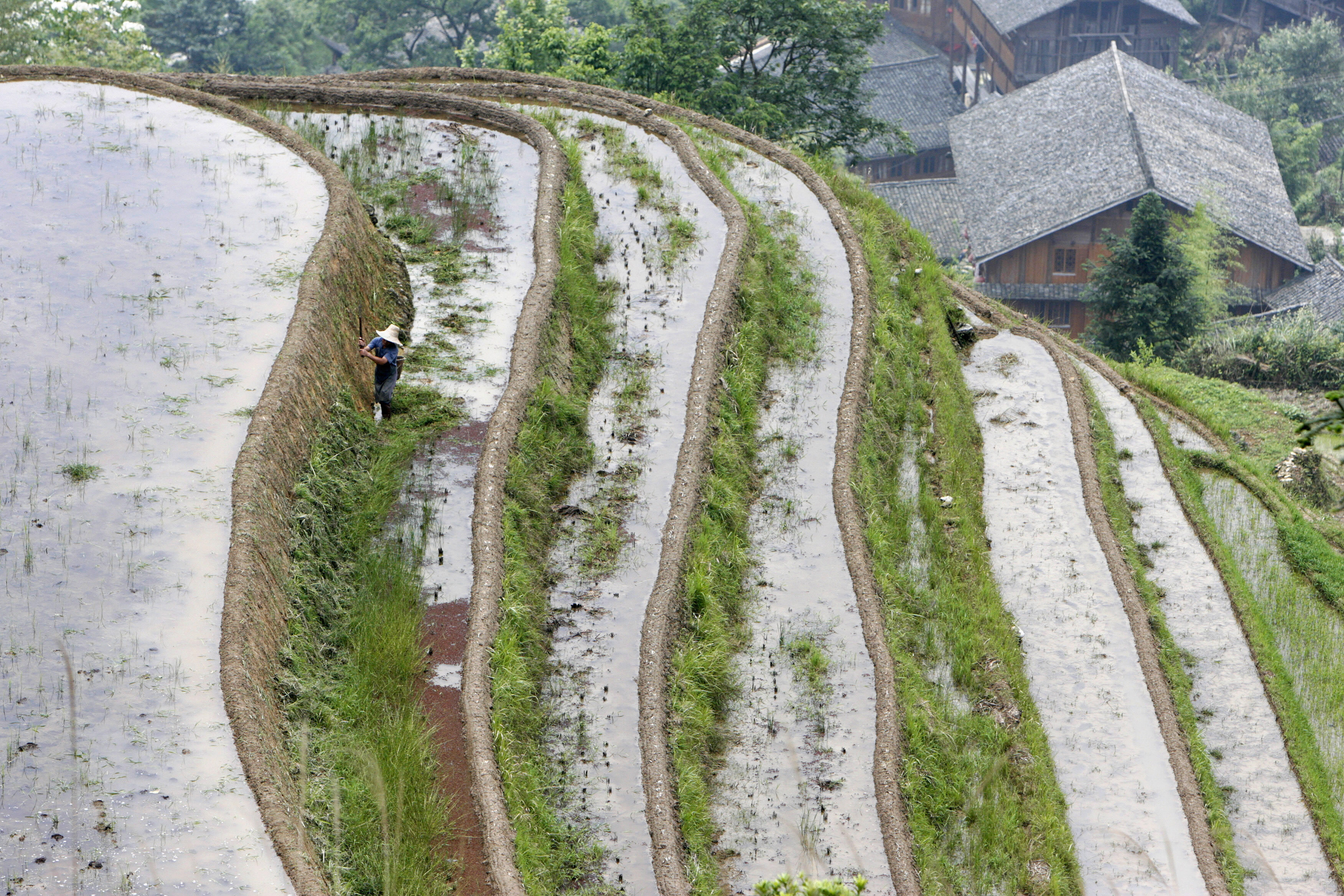 A farmer from the Zhuang ethnic minority works on a rice terrace near Pingan Village at Longsheng in southwest China's Guangxi Zhuang Autonomous Region May 26, 2007: Climate change is already disrupting global food systems.