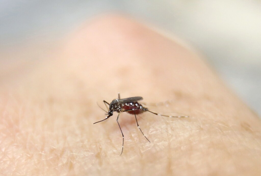 An Aedes aegypti mosquito is seen on human hand in a laboratory of the International Training and Medical Research Training Center (CIDEIM) in Cali, Colombia January 28, 2016 REUTERS/Jaime Saldarriaga - GF10000288479