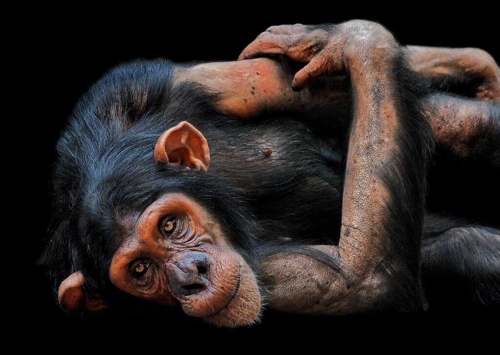 an ape