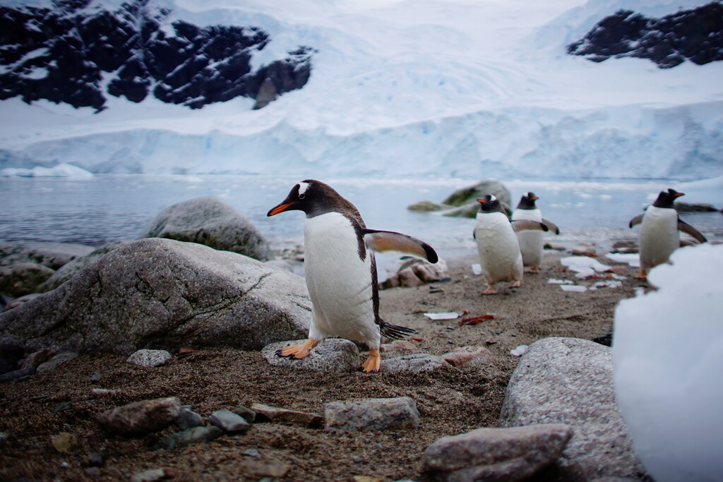 Penguins come ashore in Neko Harbour, Antarctica, February 16, 2018. REUTERS/Alexandre Meneghini SEARCH "ANTARCTICA" FOR THIS STORY. SEARCH "WIDER IMAGE" FOR ALL STORIES. TPX IMAGES OF THE DAY - RC17A253A7B0