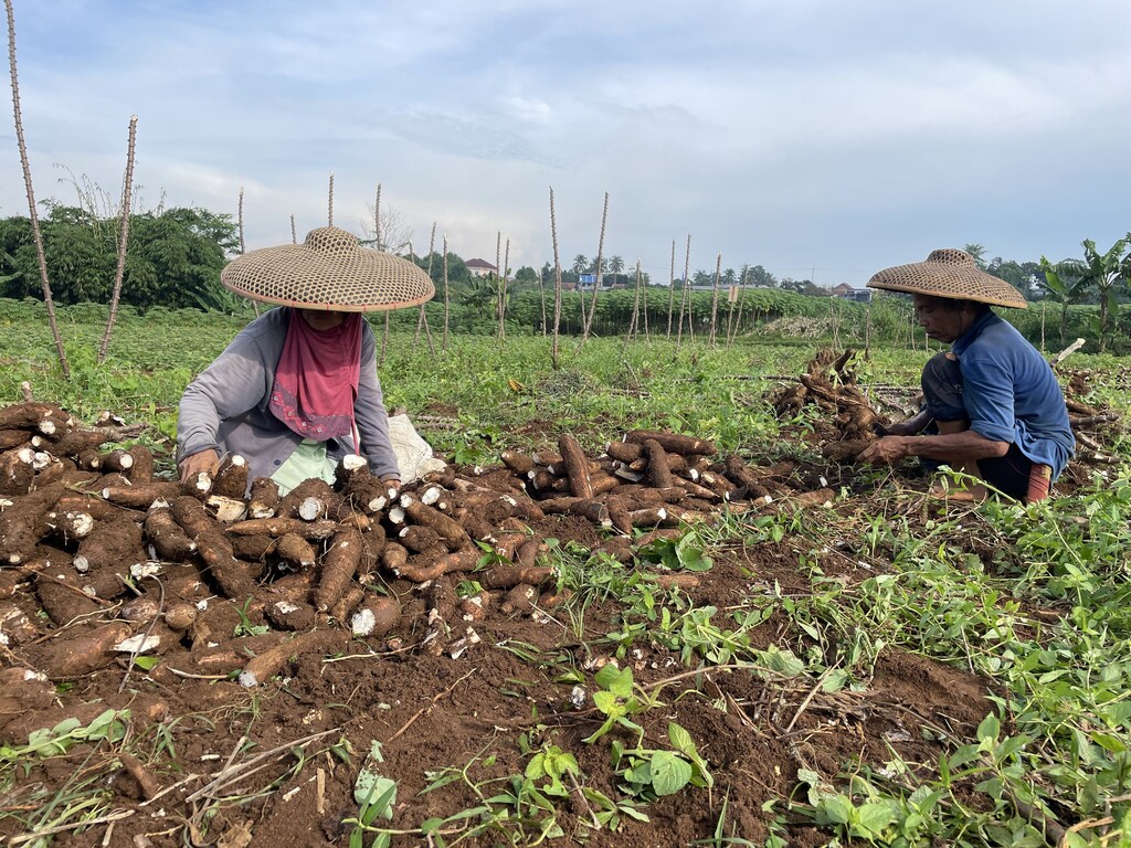 Man and woman with sun protecting hats, sitting in a field sorting a root vegetable: Circular value chains have social benefits and needs buy-in upstream and downstream.