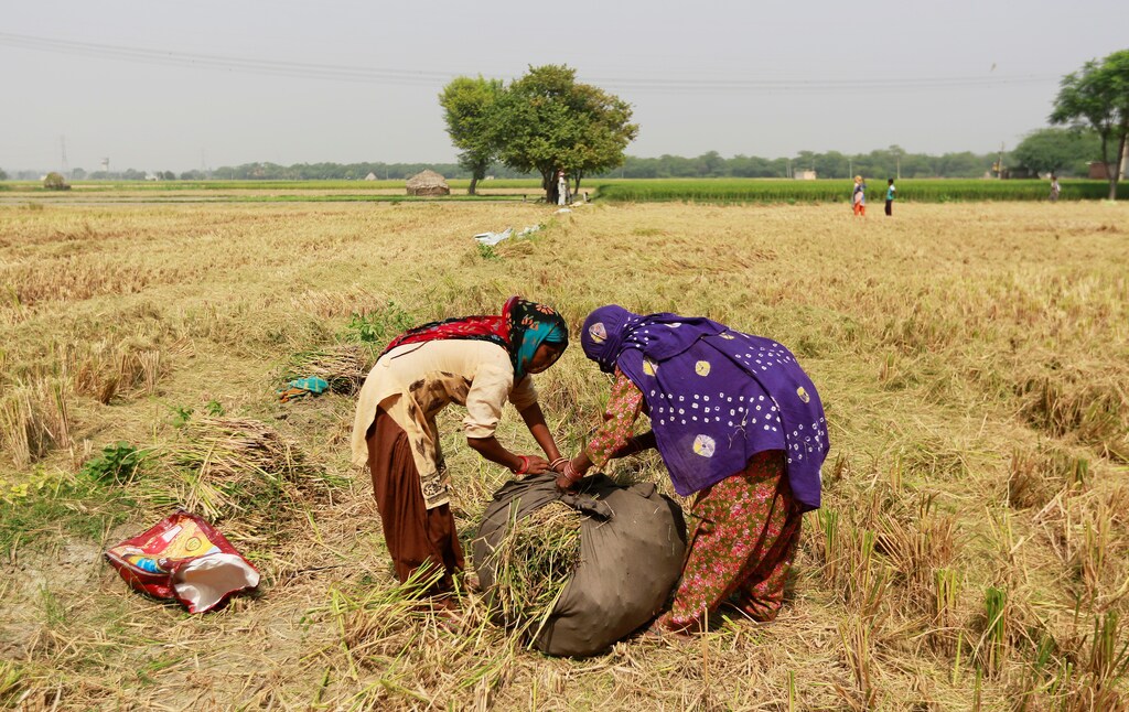 Women collect stubble from a rice field in Gharaunda in the northern state of Haryana, India, October 9, 2018. Picture taken October 9, 2018. REUTERS/Adnan Abidi - RC1394A60C80