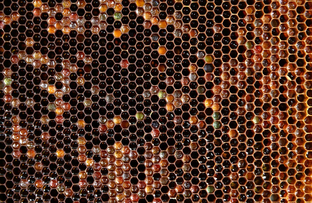 A honeycomb filled with honey is seen at beekeeper Leonid Baranenko's bee-garden in the village of Mikhaylovka, Belarus June 24, 2017. Picutre taken June 24, 2017. REUTERS/Vasily Fedosenko - RC1AC29A8560