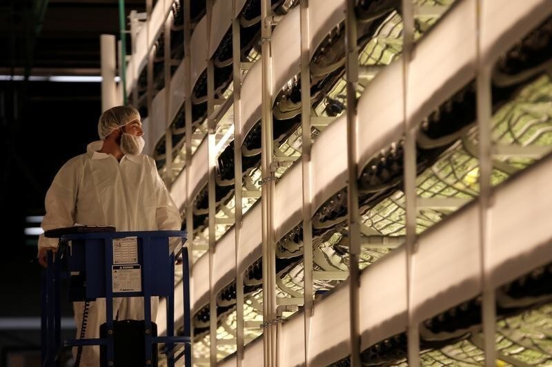 A worker inspects vertical farming beds for growing a variety of baby greens beneath light emitting diode (or "LED") lamps and using a patented growing algorithm of controlled light, nutrients and temperatures at an AeroFarms Inc. indoor vertical farming facility in a former indoor paintball arena in Newark, New Jersey, June 24, 2016. Picture taken June 24, 2016. REUTERS/Mike Segar - S1AETMNPOQAB