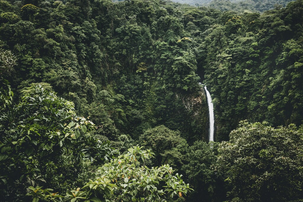 The Tropical Forest Alliance works towards reducing deforestation linked to the production of commodities such as palm oil, beef, soy, and pulp and paper.