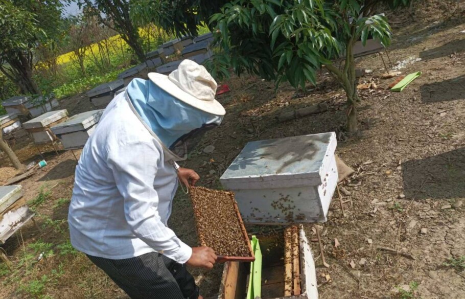 Beekeeper Chitra Bhan Khatri examines a bee colony in his apiary in Dang, Nepal, November 13, 2021. Thomson Reuters Foundation/Pramod Acharya