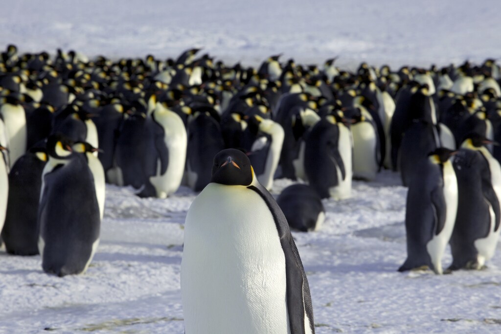 Emperor penguins are seen in Dumont d'Urville, Antarctica April 10, 2012. REUTERS/Martin Passingham/File Photo - TM3ECAL14MQ01