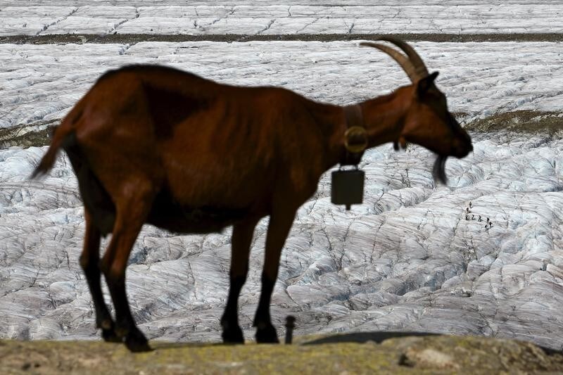 A goat rests at the Platta viewpoint as a group of hikers (background on R) trek in the distance on the Aletsch Glacier in Fiesch, Switzerland, August 12, 2015. One of Europe's biggest glaciers, the Great Aletsch coils 23 km (14 miles) through the Swiss Alps - and yet this mighty river of ice could almost vanish in the lifetimes of people born today because of climate change. The glacier, 900 metres (2,950 feet) thick at one point, has retreated about 3 km (1.9 miles) since 1870 and that pace is quickening. REUTERS/Denis Balibouse TPX IMAGES OF THE DAYâ¨â¨PICTURE 5 OF 31 FOR WIDER IMAGE STORY "EARTHPRINTS: ALETSCH GLACIER". SEARCH "EARTHPRINTS ALETSCH" FOR ALL IMAGES. - GF10000244603
