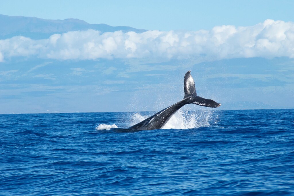 A whale's tail pokes out of the water.
