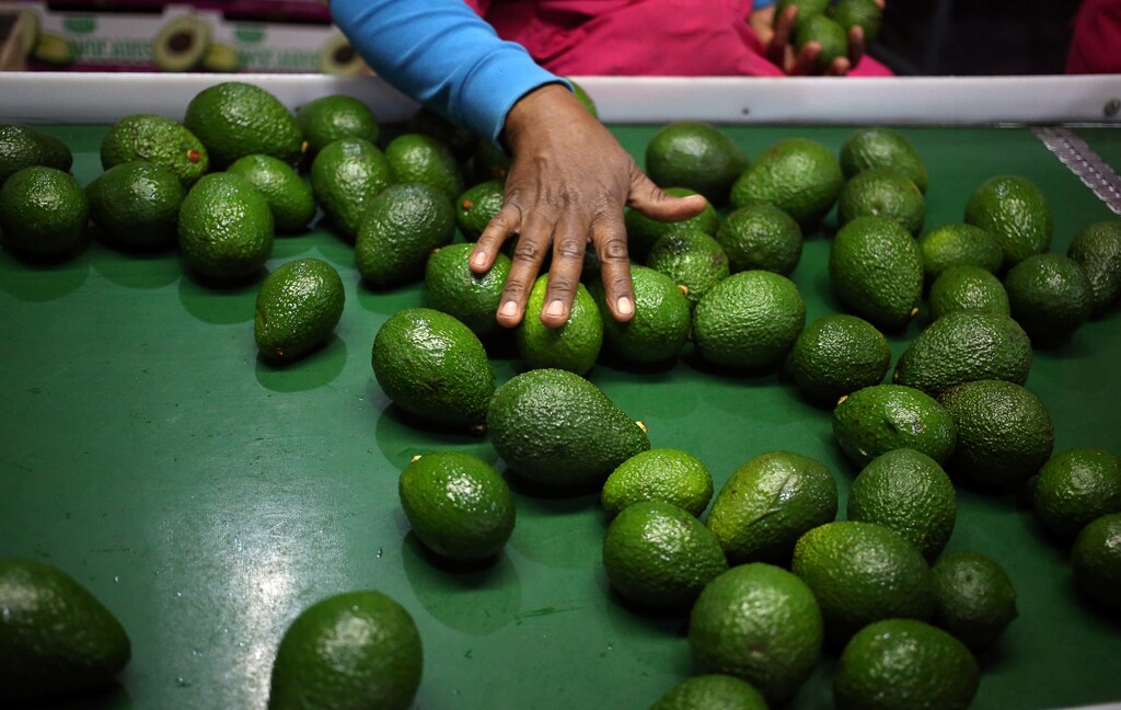 A worker sorts avocados at a farm factory in Nelspruit in Mpumalanga province, about 51 miles (82 km) north of the Swaziland border, South Africa, June 14, 2018