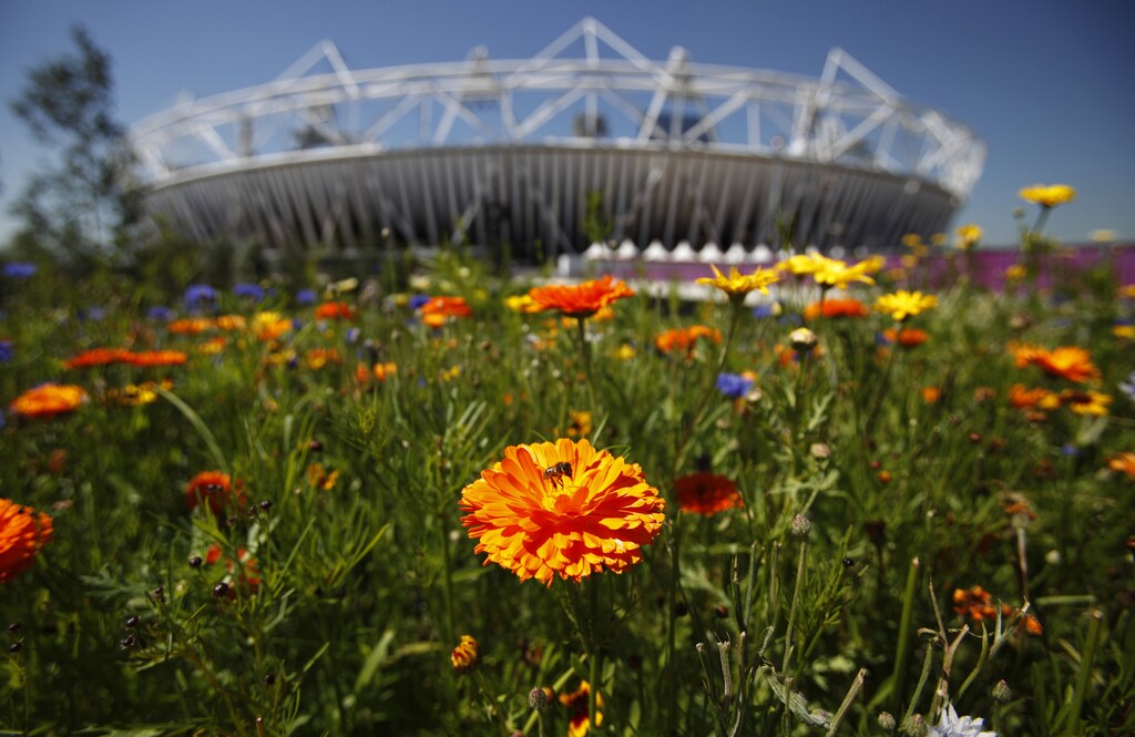 A bee rests on a flower outside the Olympic stadium at the Olympic Park in Strafford, before the London 2012 Olympic Games, in east London July 24, 2012. REUTERS/Toru Hanai (BRITAIN - Tags: SPORT OLYMPICS) - GM1E87O1N4V01