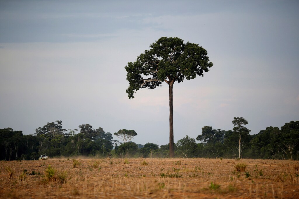A tree known as Castanheira-do-Brasil stands during an operation to combat illegal mining and logging in northern Brazil