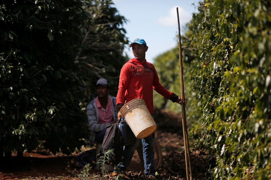 Two coffee bean workers attend to their crops.